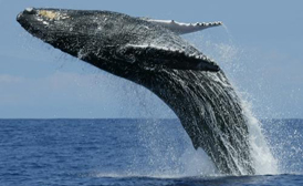 whale watching ensenada Mexico